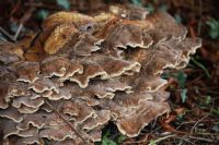 Giant polypore (Meriplus giganteus): Click to enlarge